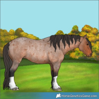 Horse Color:Bay Roan Rabicano 
