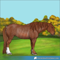 Horse Color:Chestnut Rabicano 