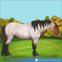 Horse Color:Bay Roan Rabicano 