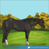 Horse Color:Liver Chestnut 