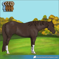 Horse Color:Liver Chestnut 