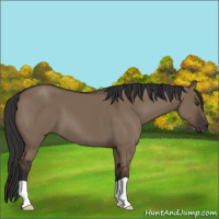 Horse Color:Liver Red Dun 