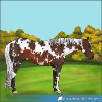 Horse Color:White Spotted Silver Brown 