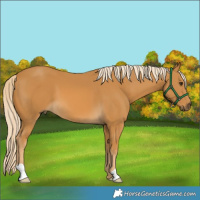 Horse Color:Palomino 