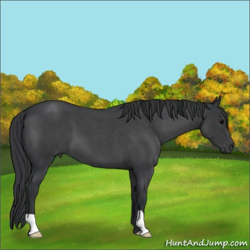 Horse Color:Blue Roan