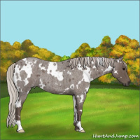 Horse Color:White Spotted Silver Blue Roan