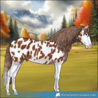 Horse Color:Chestnut Splash Appaloosa 
