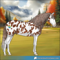 Horse Color:Chestnut Splash Appaloosa