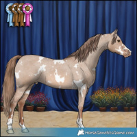 Horse Color:White Spotted Red Dun Varnish Rabicano 