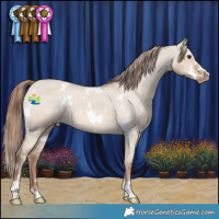 Horse Color:White Spotted Red Dun Appaloosa Rabicano