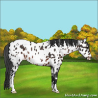 Horse Color:White Spotted Brown Appaloosa Rabicano 