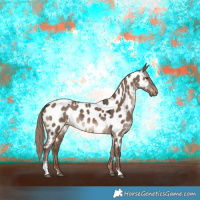 Horse Color:Liver Red Dun Sabino Appaloosa 