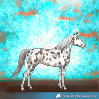 Horse Color:Liver Red Dun Sabino Appaloosa 