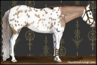 Horse Color:Chocolate Black Pearl Splash Near Leopard 