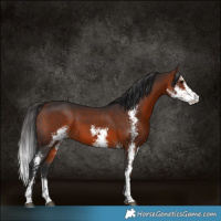 Horse Color:Bay Sabino