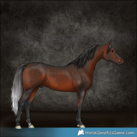 Horse Color:White Spotted Bay Sabino