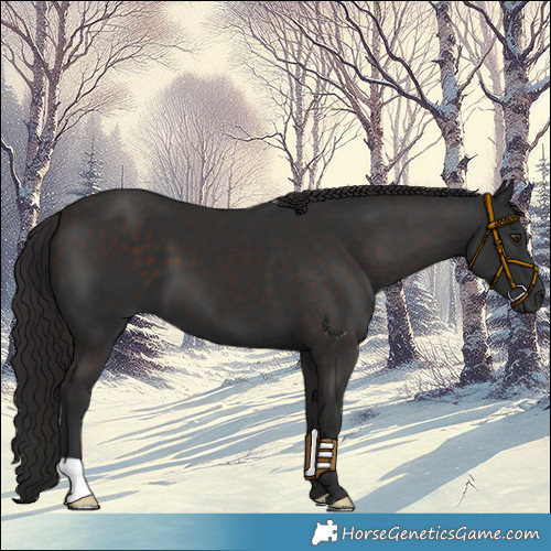 Horse Color:Liver Chestnut 