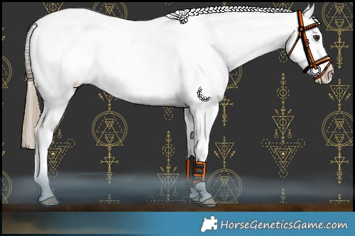 Horse Color:Liver Red Dun Appaloosa 