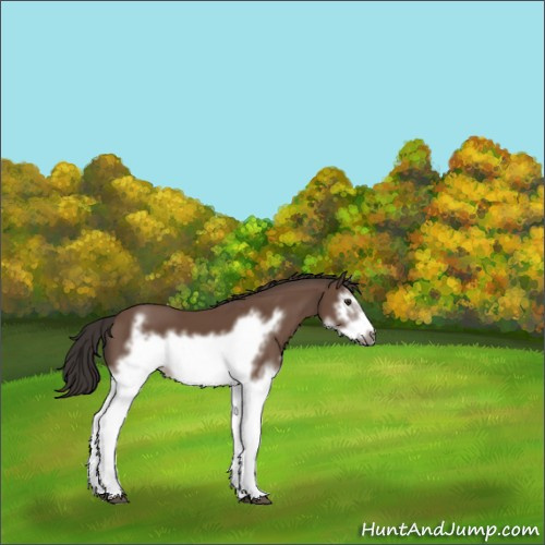 Horse Color:Bay Splash Frame 