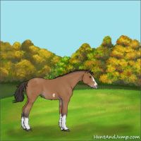 Horse Color:Bay Splash Frame 
