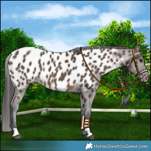 Horse Color:Brown Dun Appaloosa 