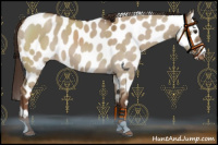 Horse Color:Liver Red Dun Near Leopard 