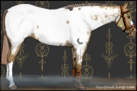 Horse Color:Chocolate Palomino Dun Near Fewspot 