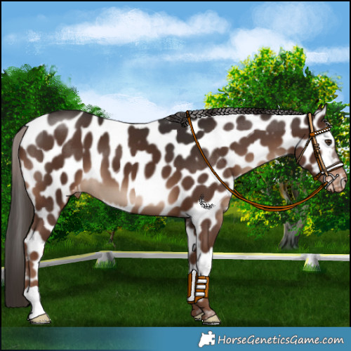 Horse Color:Liver Chestnut Appaloosa 
