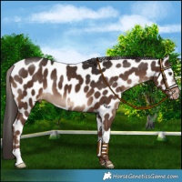 Horse Color:Liver Chestnut Near Leopard 