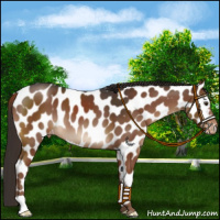 Horse Color:Liver Chestnut Appaloosa