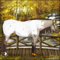 Horse Color:Liver Red Dun Appaloosa