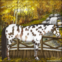 Horse Color:Liver Chestnut Near Leopard Rabicano 