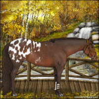 Horse Color:Liver Chestnut Appaloosa