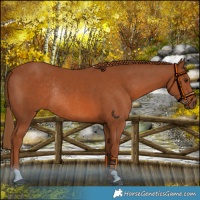 Horse Color:Chestnut Rabicano 