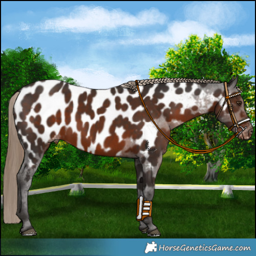 Horse Color:Liver Chestnut Appaloosa 