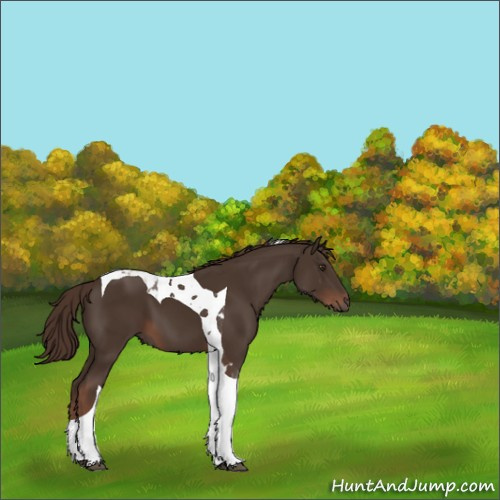 Horse Color:Liver Chestnut Tobiano 
