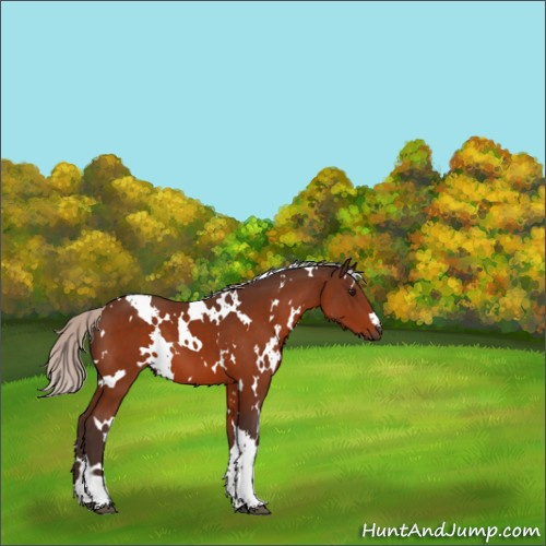 Horse Color:White Spotted Silver Bay 