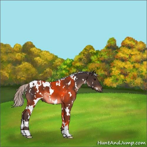 Horse Color:White Spotted Silver Brown 