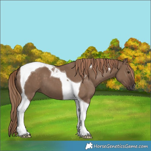Horse Color:Liver Red Dun Tobiano 
