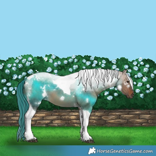 Horse Color:White Spotted Brown Dun Tobiano 