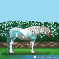 Horse Color:White Spotted Brown Dun Tobiano 