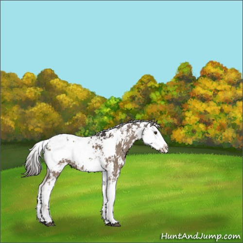 Horse Color:Liver Red Dun Sabino 