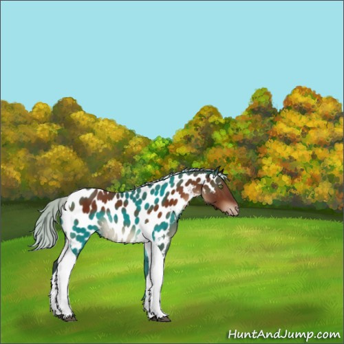 Horse Color:Silver Bay Tobiano Appaloosa Rabicano 