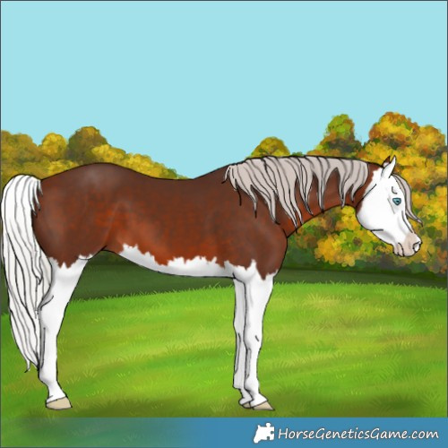 Horse Color:Silver Brown Splash 