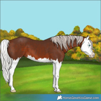 Horse Color:Silver Brown Splash 