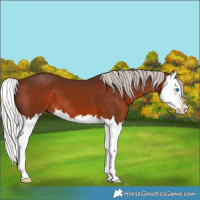Horse Color:Silver Brown Splash