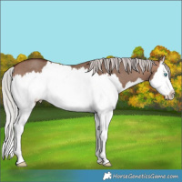 Horse Color:Silver Brown Dun Mushroom Splash 