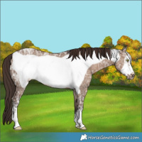Horse Color:Liver Red Dun Ice Frame