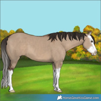 Horse Color:Liver Red Dun Splash