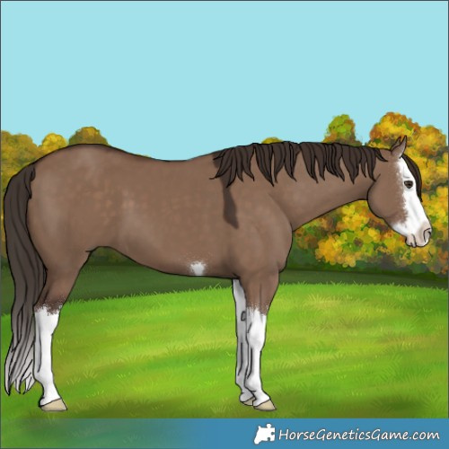 Horse Color:Liver Red Dun Splash 